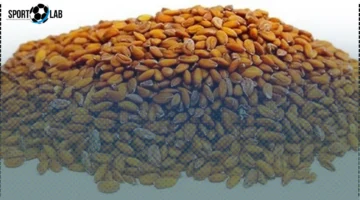 فوائد حب الرشاد اليوم.. كنز طبيعي لتعزيز صحتك الآن